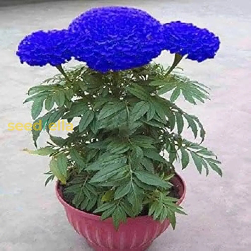 Plant Blue Marigold Flower Seeds For Stunning And Exotic Garden Displays