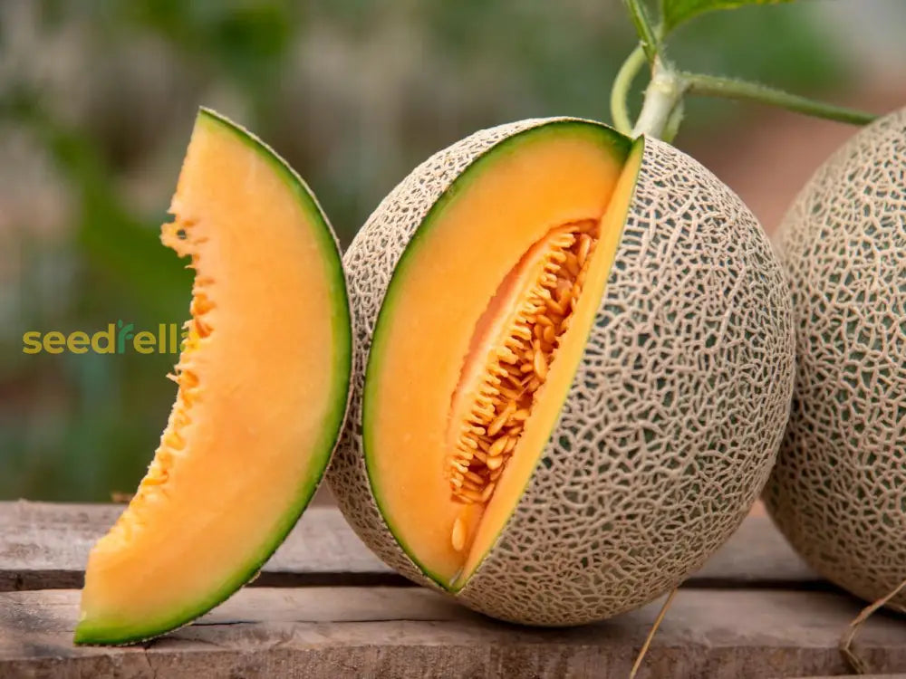 Plant Cantaloupe Melon Seeds For A Flavorful Light Orange Harvest Fruit