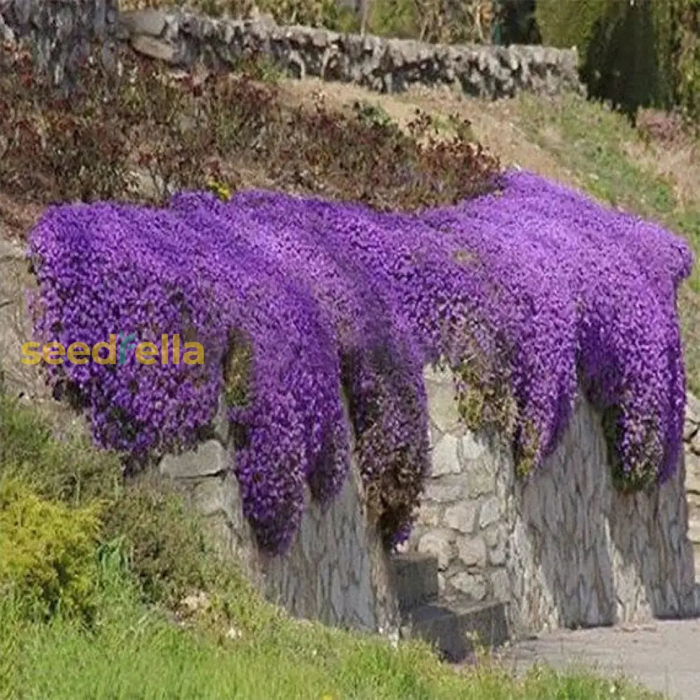 Plant Cascade Flower Seeds For Vibrant Blooms