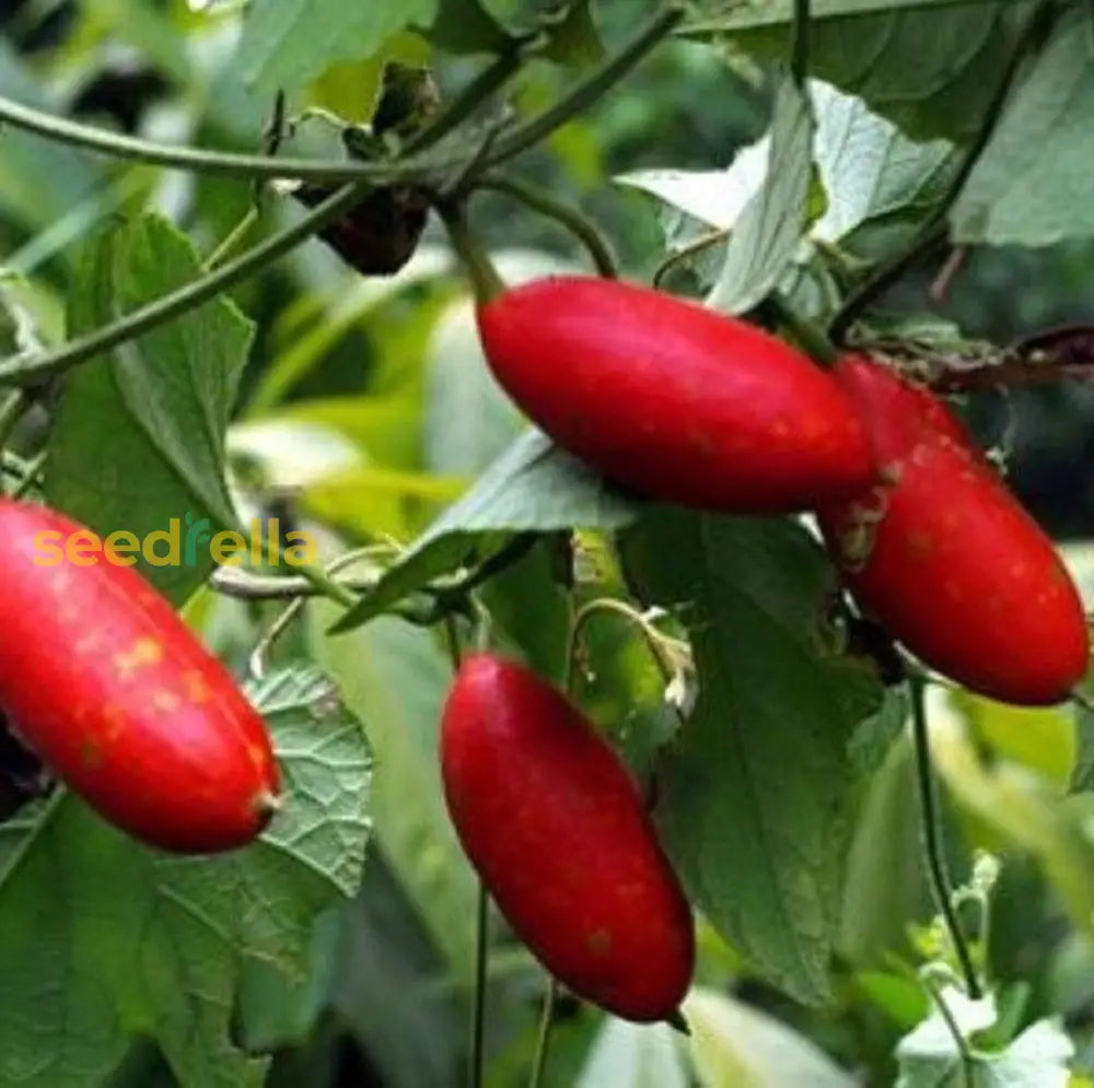 Plant Crisp Red Cucumber Seeds – Organic & Fresh Vegetable Seeds