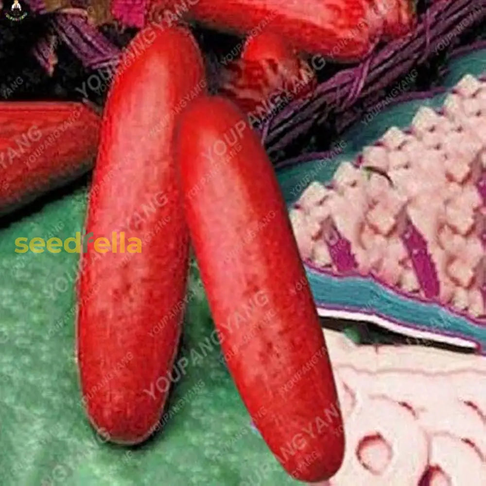 Plant Crisp Red Cucumber Seeds – Organic & Fresh Vegetable Seeds