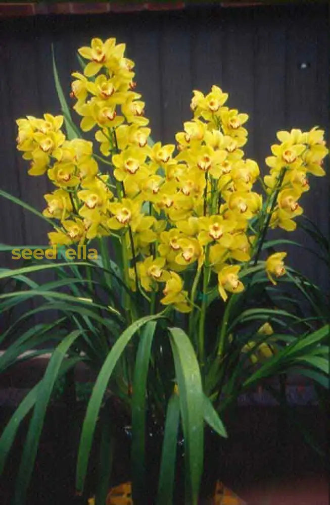 Plant Cymbidium Maxillaria Goeringii Seeds For Exotic Yellow Beauty In Your Garden