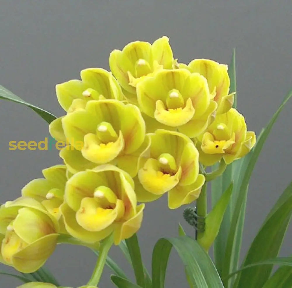 Plant Cymbidium Maxillaria Goeringii Seeds For Exotic Yellow Beauty In Your Garden