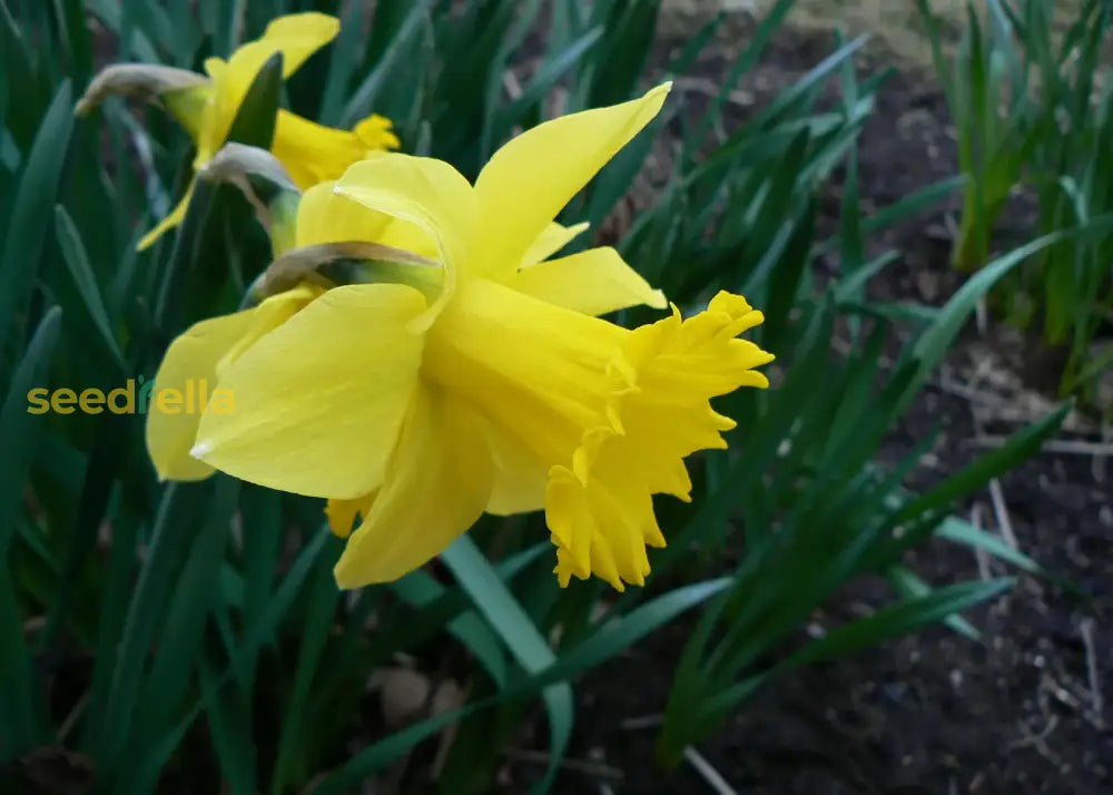 Plant Daffodil Flower Seeds - Perennial Spring Blooms For Your Garden