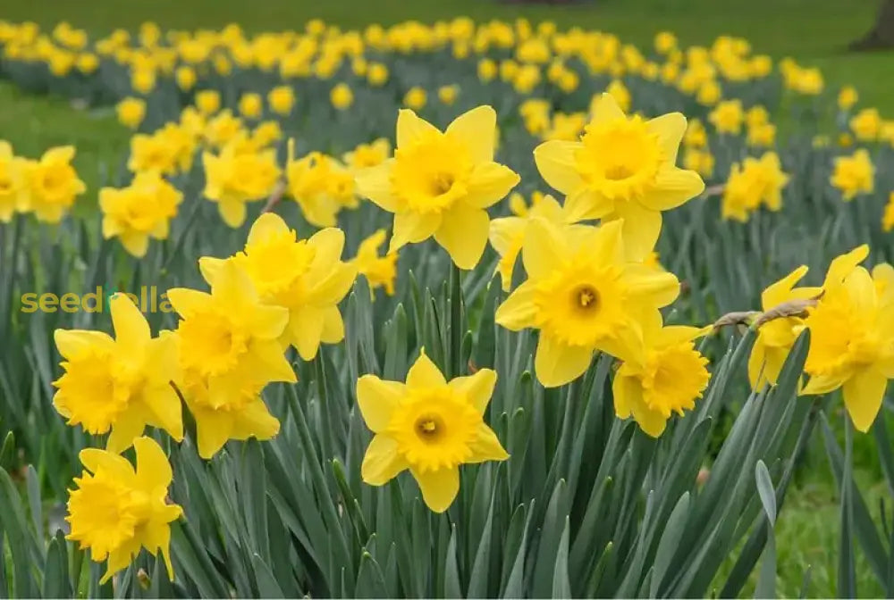 Plant Daffodil Flower Seeds - Perennial Spring Blooms For Your Garden