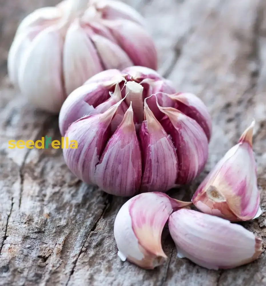 Garlic Vegetable Seeds For Planting: Add Exotic Charm To Your Garden Herb