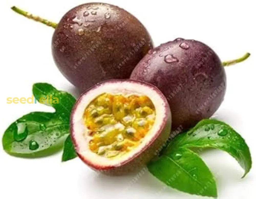 Plant Dark Purple Passion Fruit Seeds  Premium For Gardening