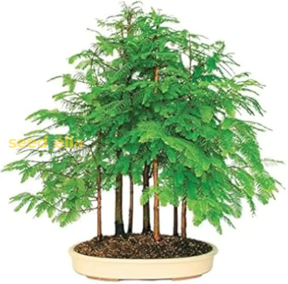 Plant Dawn Redwood Seeds - Step-By-Step Growing Instructions Tree