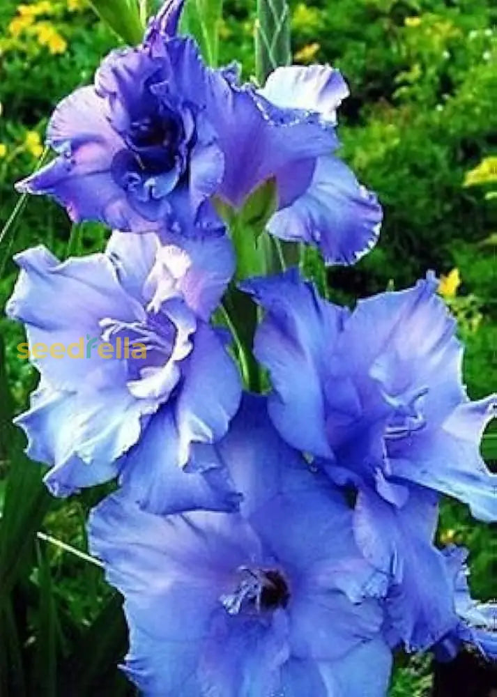 Plant Gladiolus Flower Seeds In Blue And White For Lush Elegance Your Garden