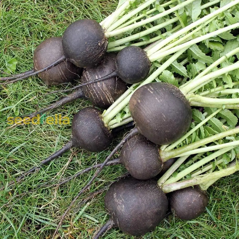 Plant Grey Radish Vegetable Seeds For Lush And Colorful Gardens Seeds