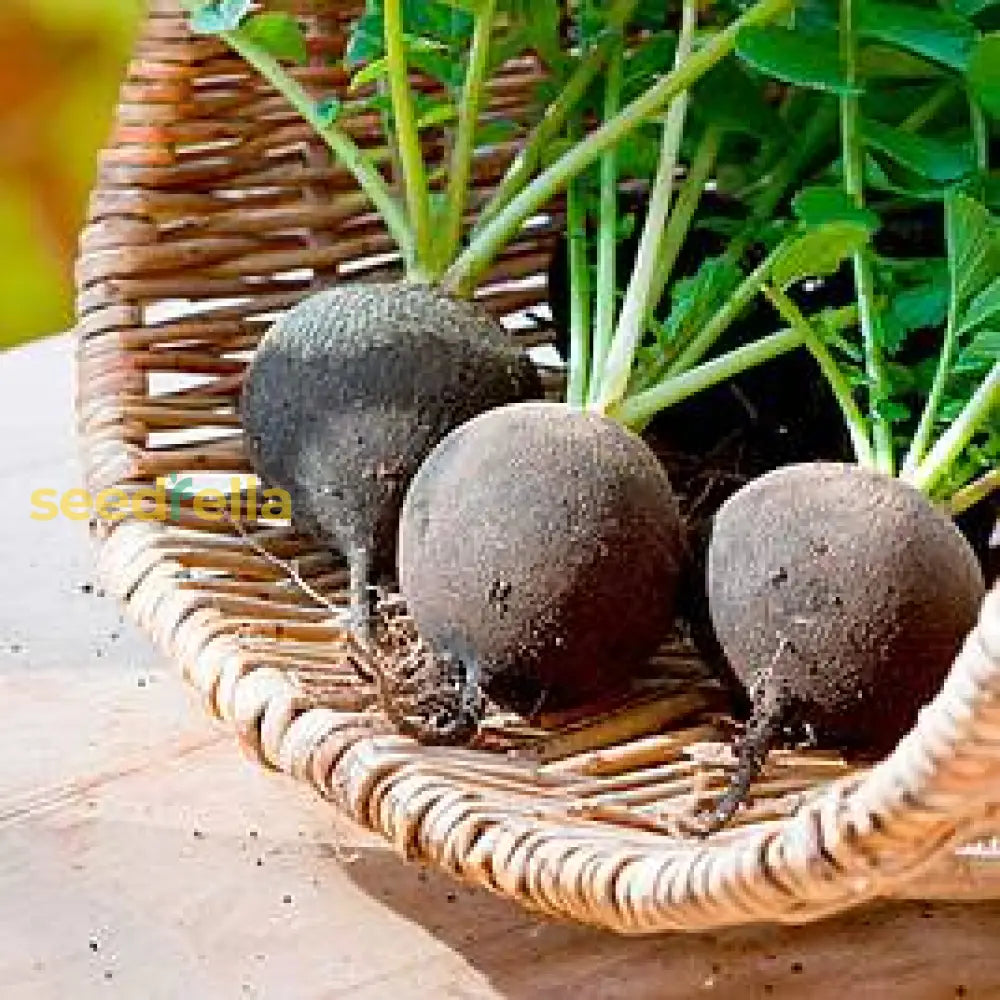 Plant Grey Radish Vegetable Seeds For Lush And Colorful Gardens Seeds