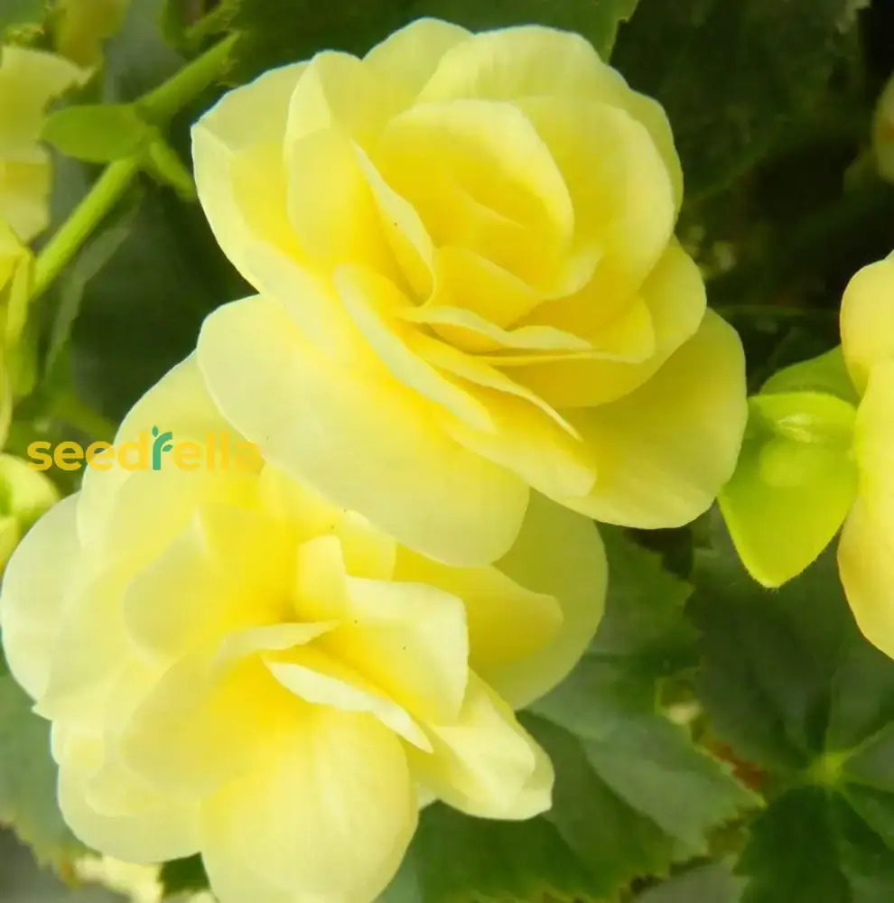 Plant Light Yellow Begonia Flower Seeds  Perfect For Your Garden