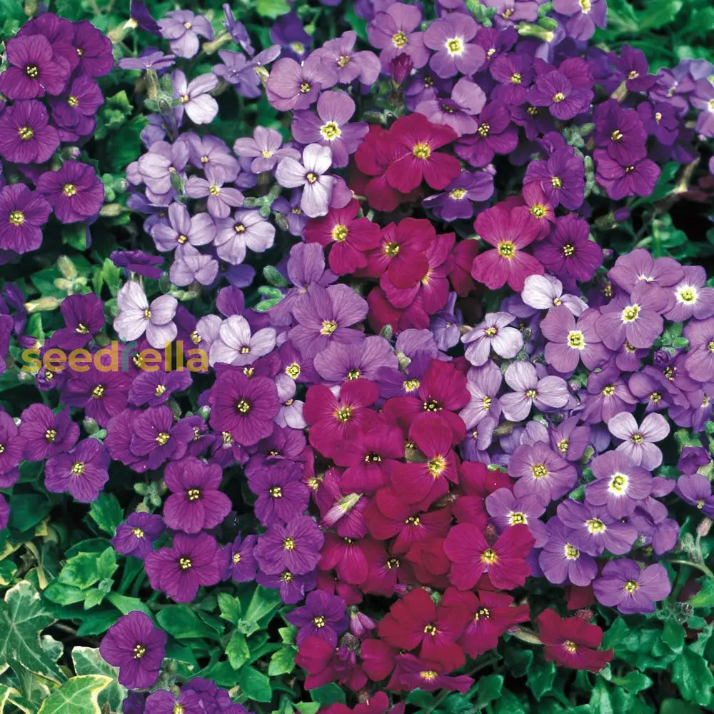 Plant Mixed Aubrieta Flower Seeds For A Vibrant And Colorful Garden