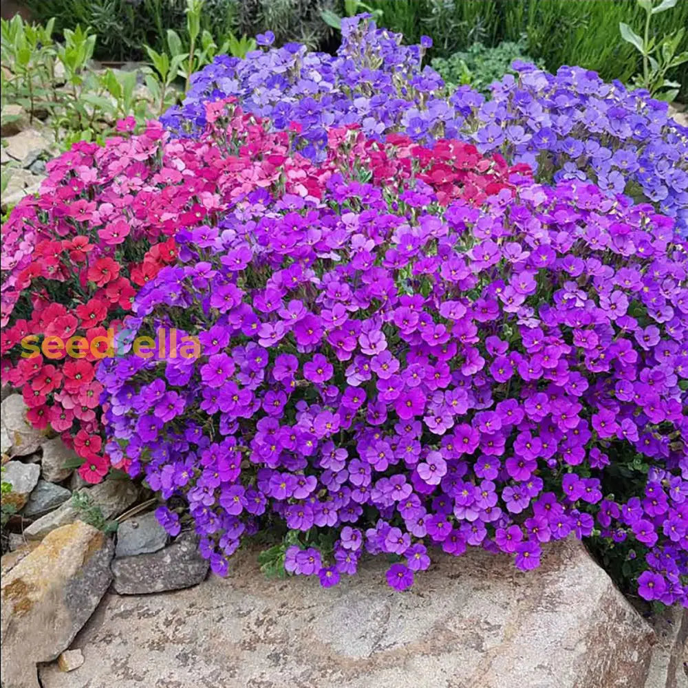 Plant Mixed Aubrieta Flower Seeds For A Vibrant And Colorful Garden