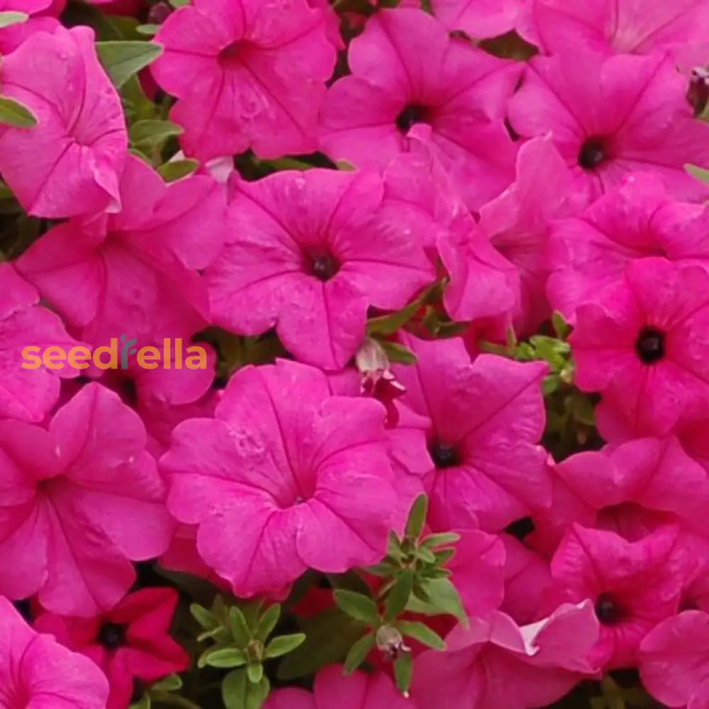 Plant Petunia Flower Seeds In Pink For Lush Elegance And Striking Beauty