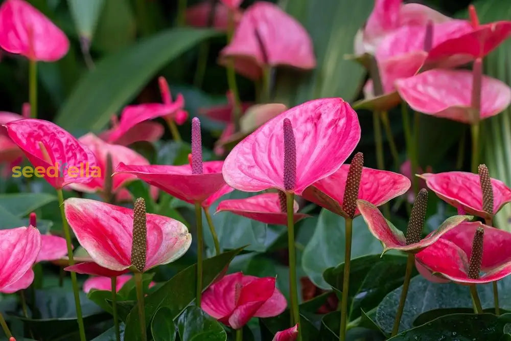 Plant Pink Anthurium Seeds - Exotic Flower For Lush Growth