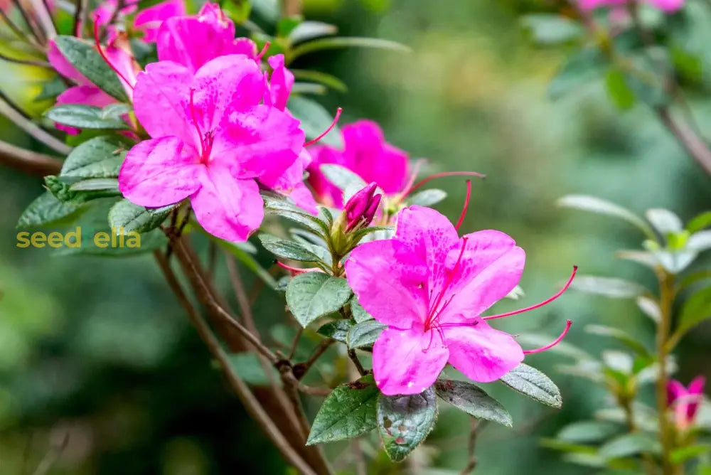 Plant Pink Azalea Flower Seeds For Elegant And Colorful Displays