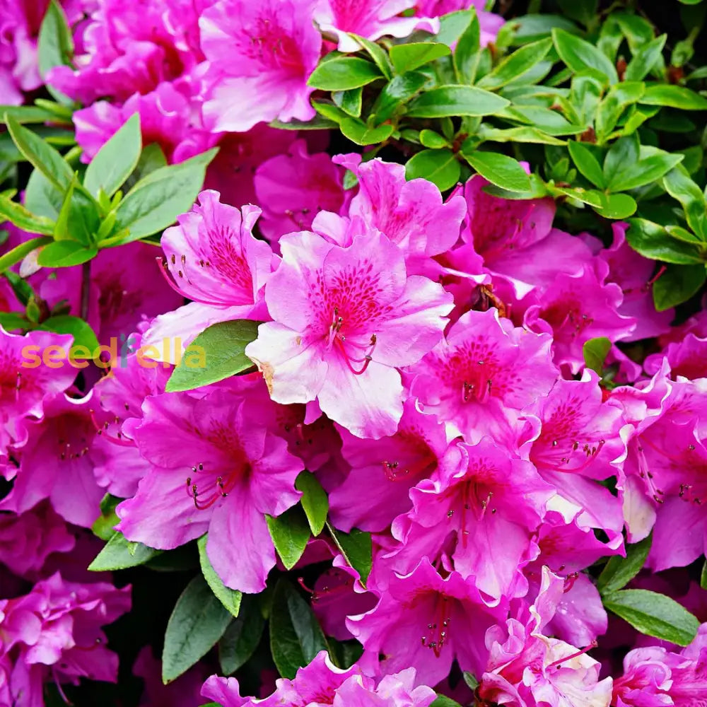 Plant Pink Azalea Flower Seeds For Elegant And Colorful Displays