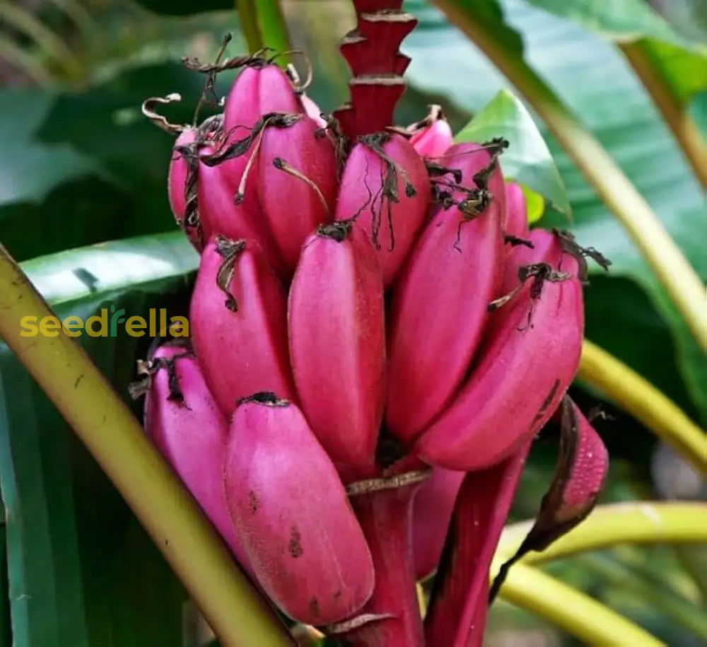 Plant Pink Banana Seeds - Grow Distinctive Bananas In Your Garden