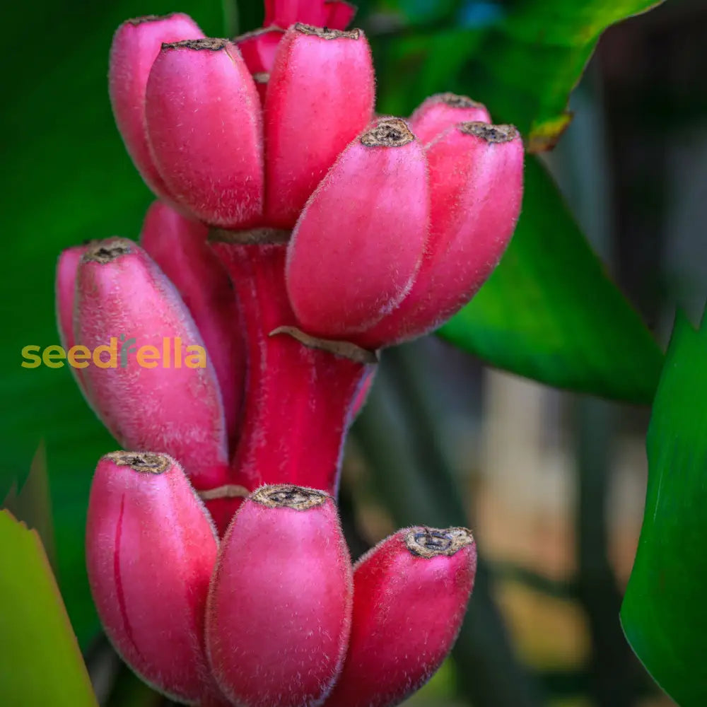 Plant Pink Banana Seeds - Grow Distinctive Bananas In Your Garden