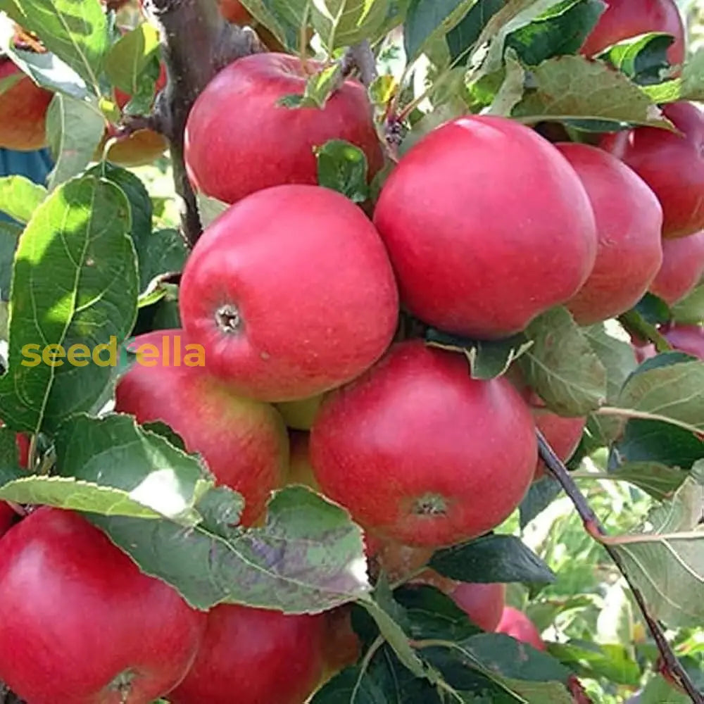 Plant Red Apple Seeds - Enjoy A Bountiful Harvest