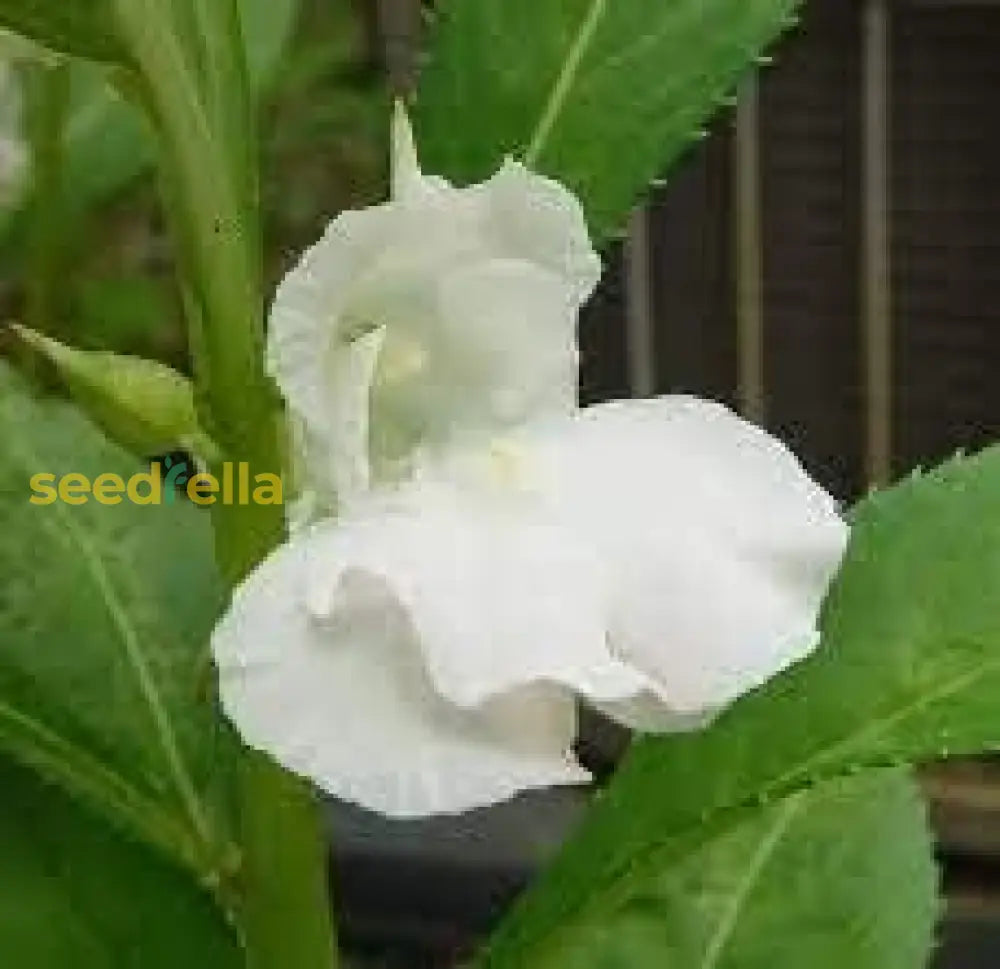 Plant White Balsamine Flower Seeds