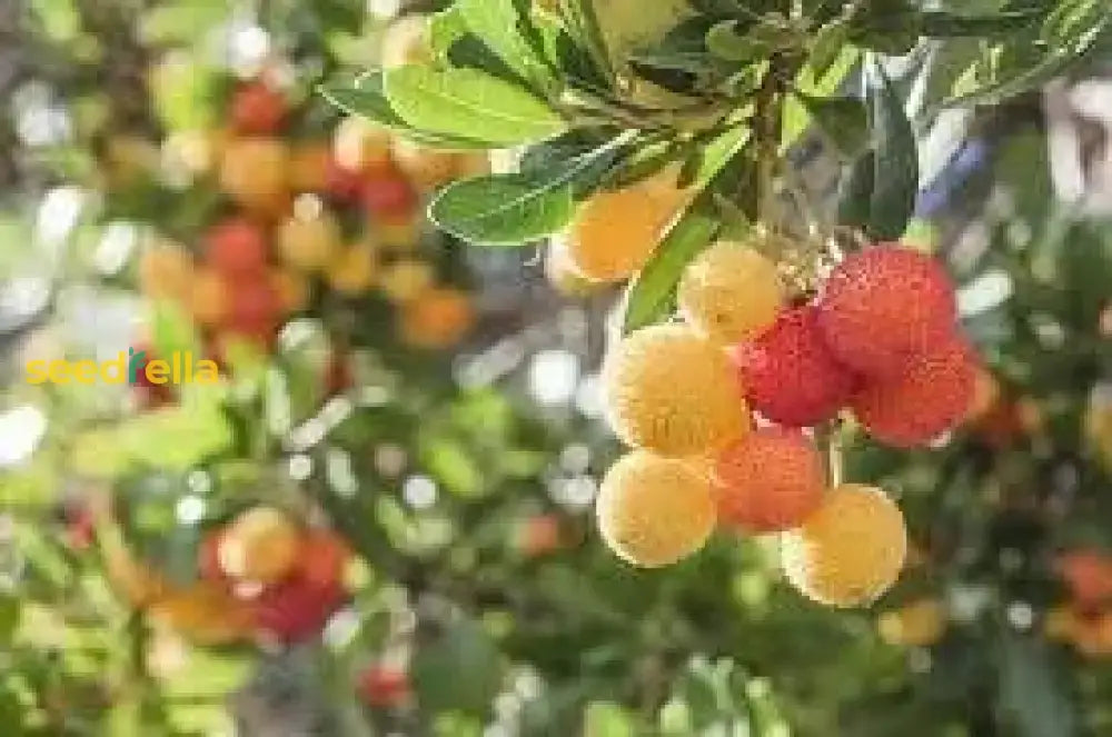 Plant Yellow Bayberry Fruit Seeds