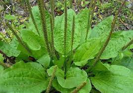 Plantago asiatica herb growing in full sun