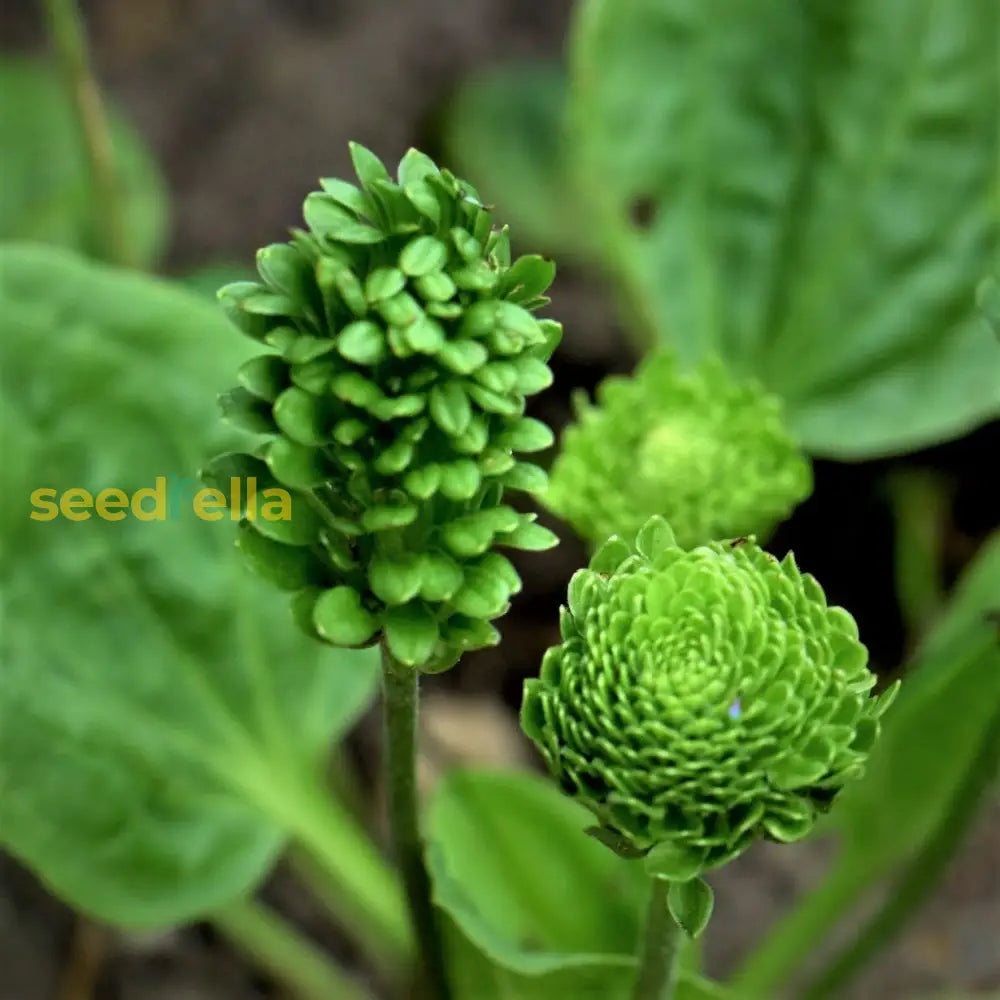 Plantago Major Seeds for Planting – Non-GMO Green Variety