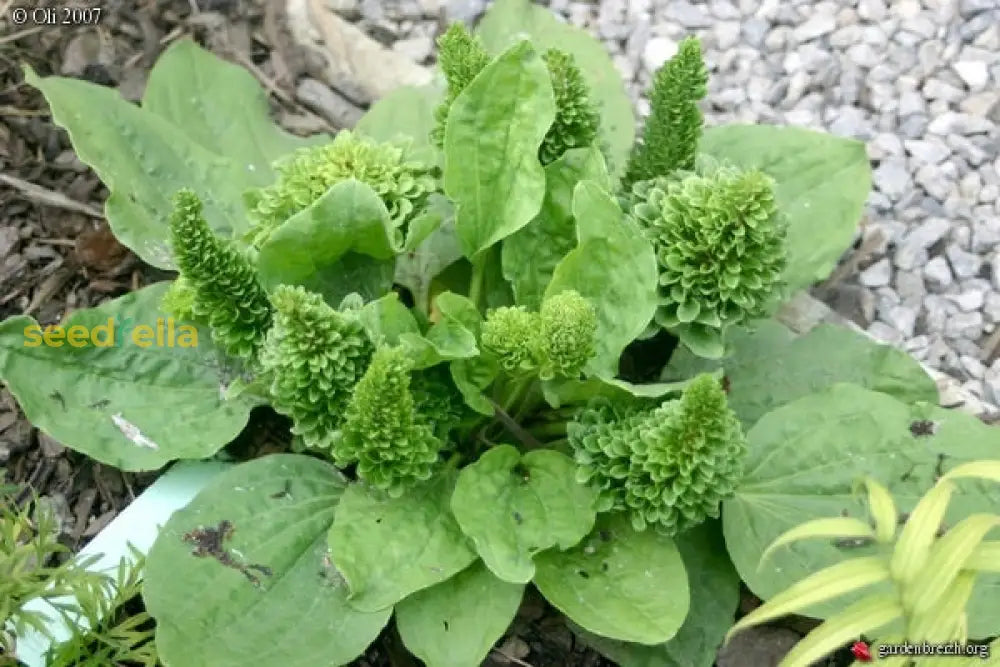 Plantago Seeds for Gardens – Easy-to-Grow Green Variety