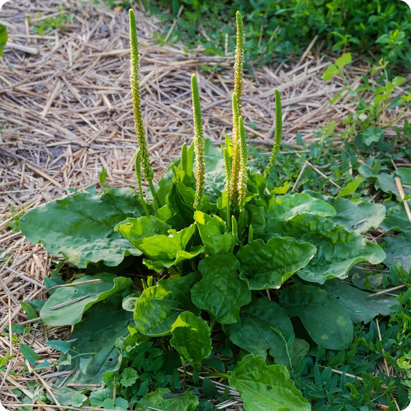 Plantain seeds Plantago major native groundcover plant