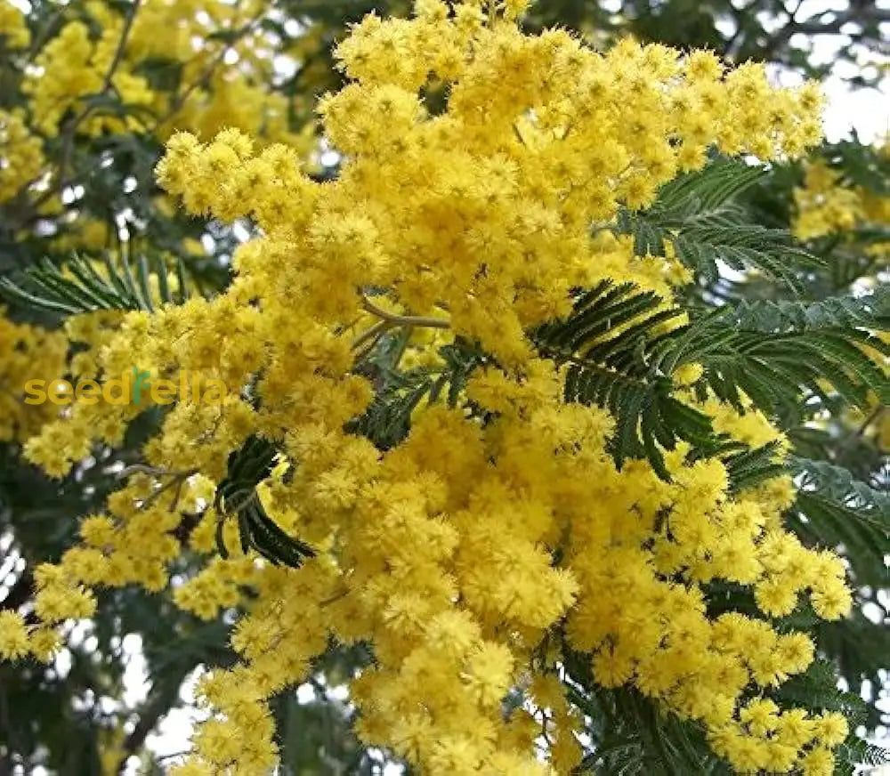 Planting yellow acacia seeds in garden beds