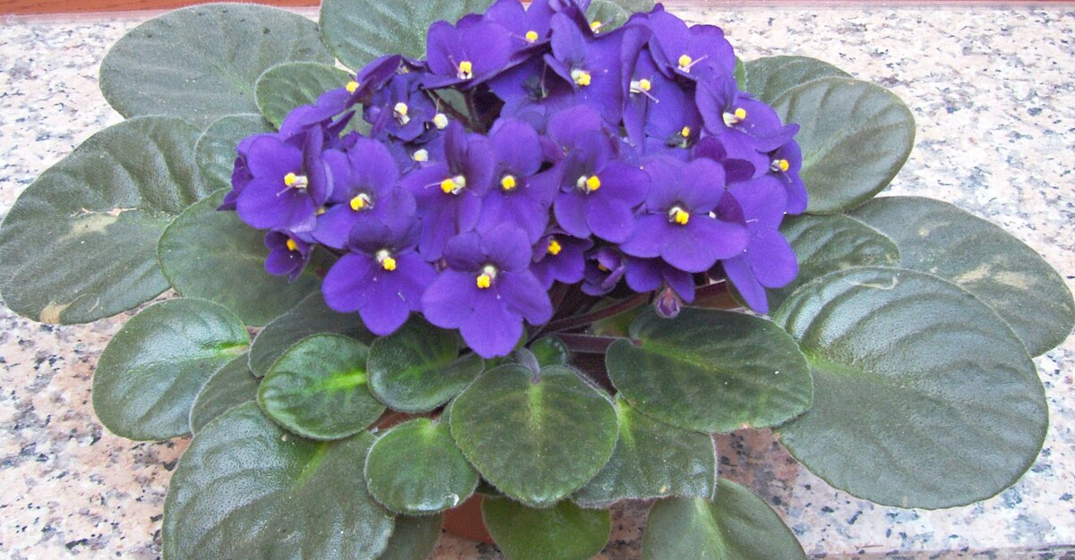 Planting African violet seeds in pots