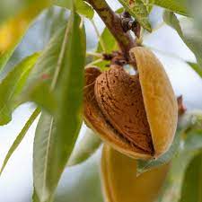 Step-by-step planting guide for almond seeds