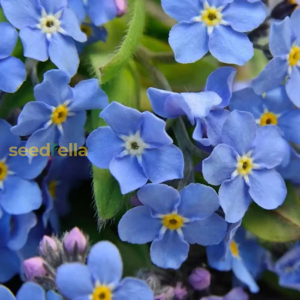 Planting Alpine Vergissmeinnicht Flower Seeds