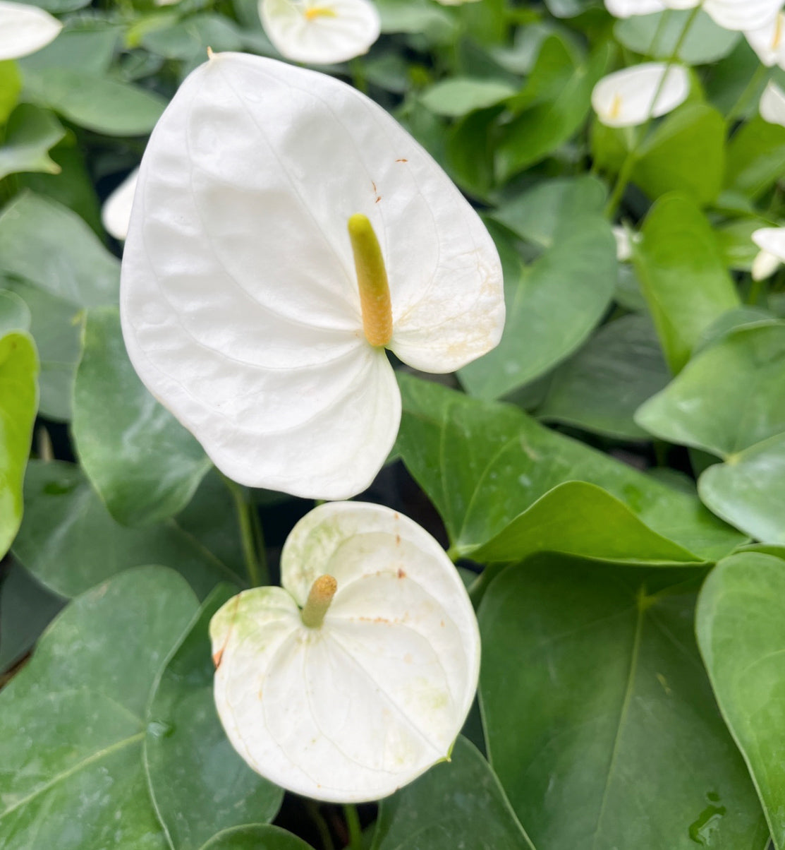 Planting anthurium white seeds in pots
