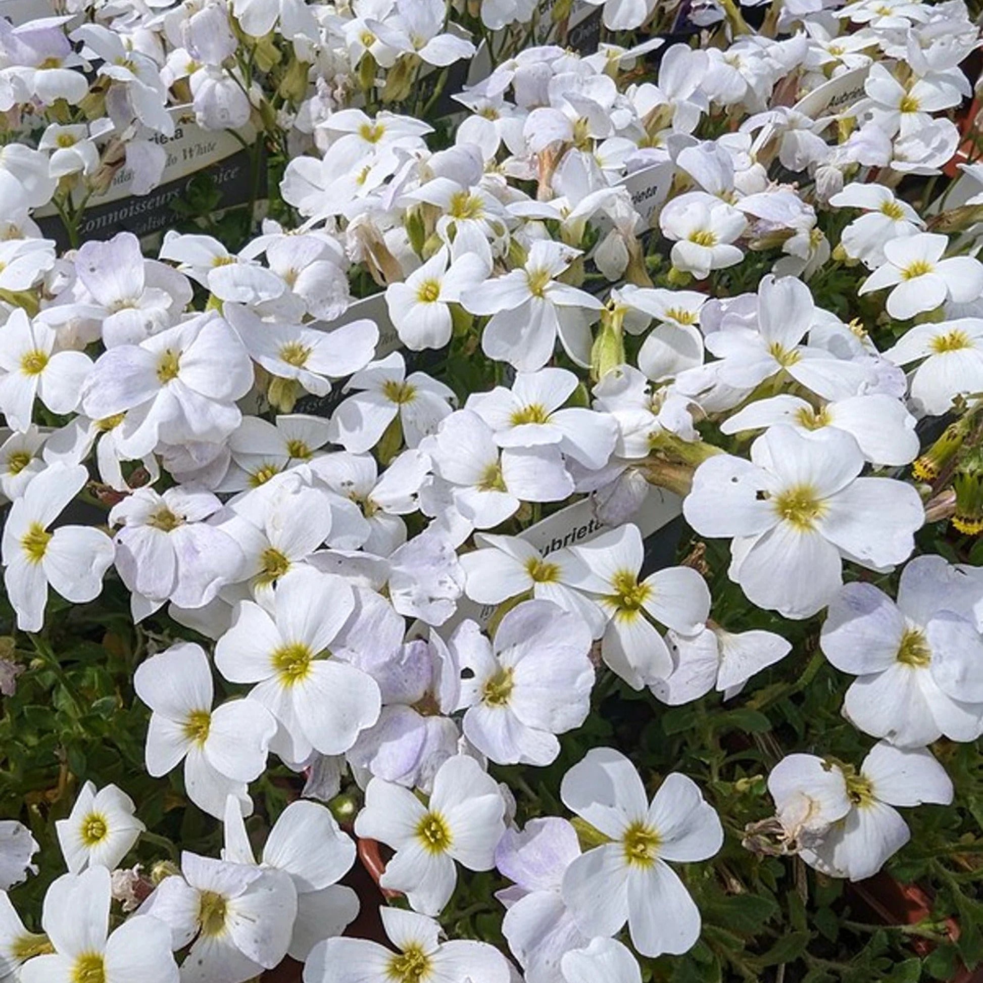 Planting Aubrieta white seeds in rock gardens