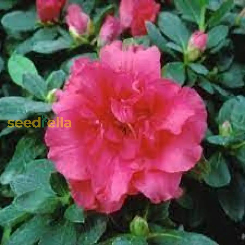 Planting Azalea Flower Seeds