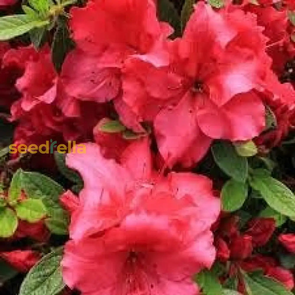 Planting Azalea Flower Seeds