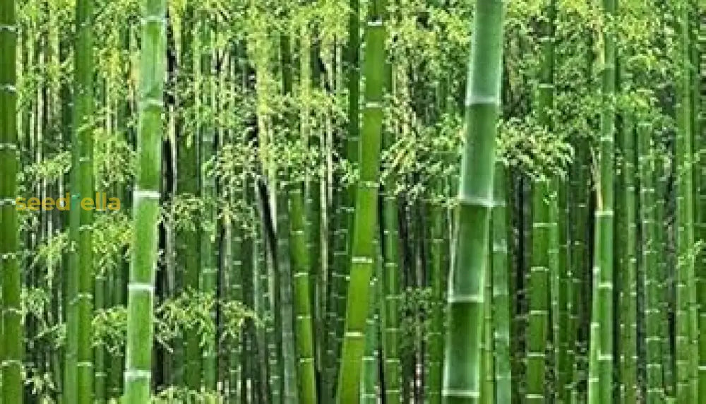 豊かな庭のための竹の種を購入する