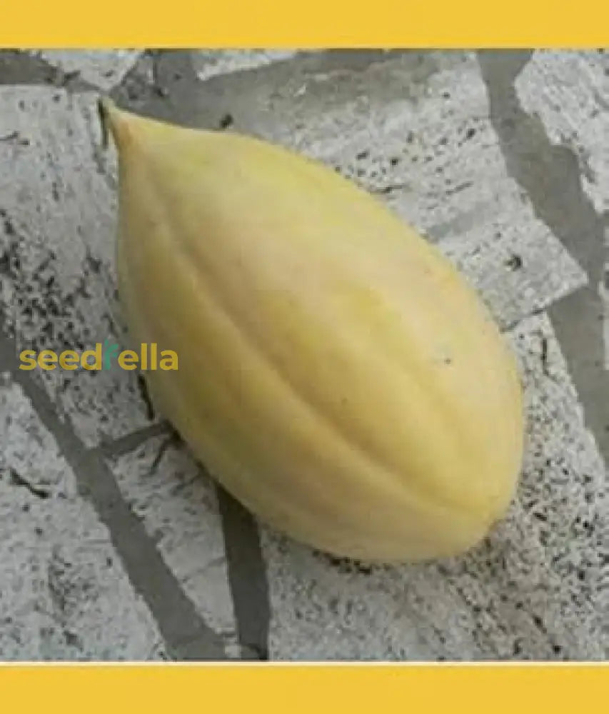 Planting Gold Banana Melon Seeds in Soil