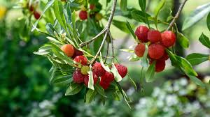 Step-by-step guide for planting Bayberry seeds