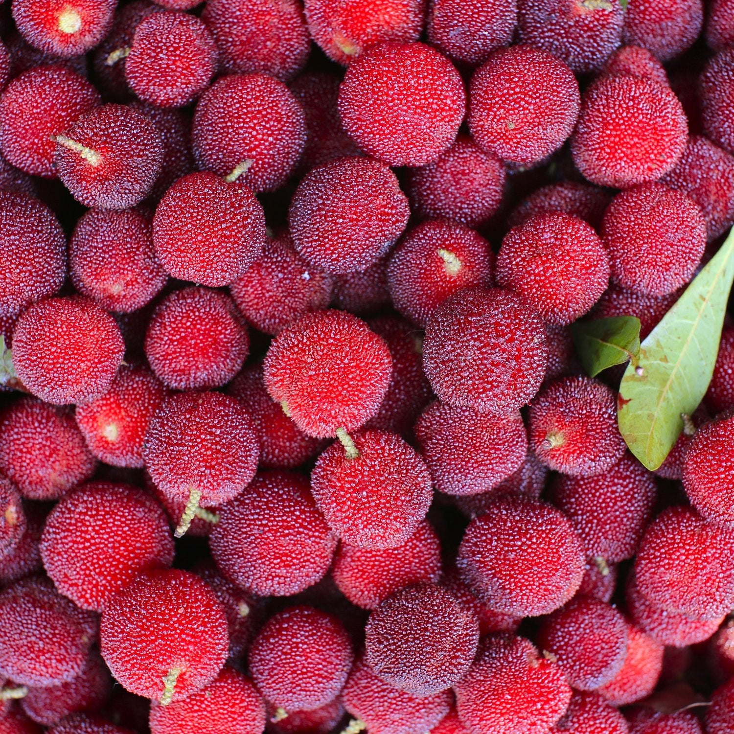 Planting Bayberry seeds in organic garden soil