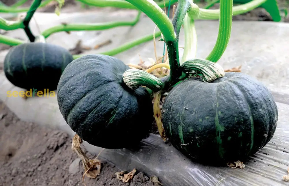 Planting Black Pumpkin Vegetable Seeds