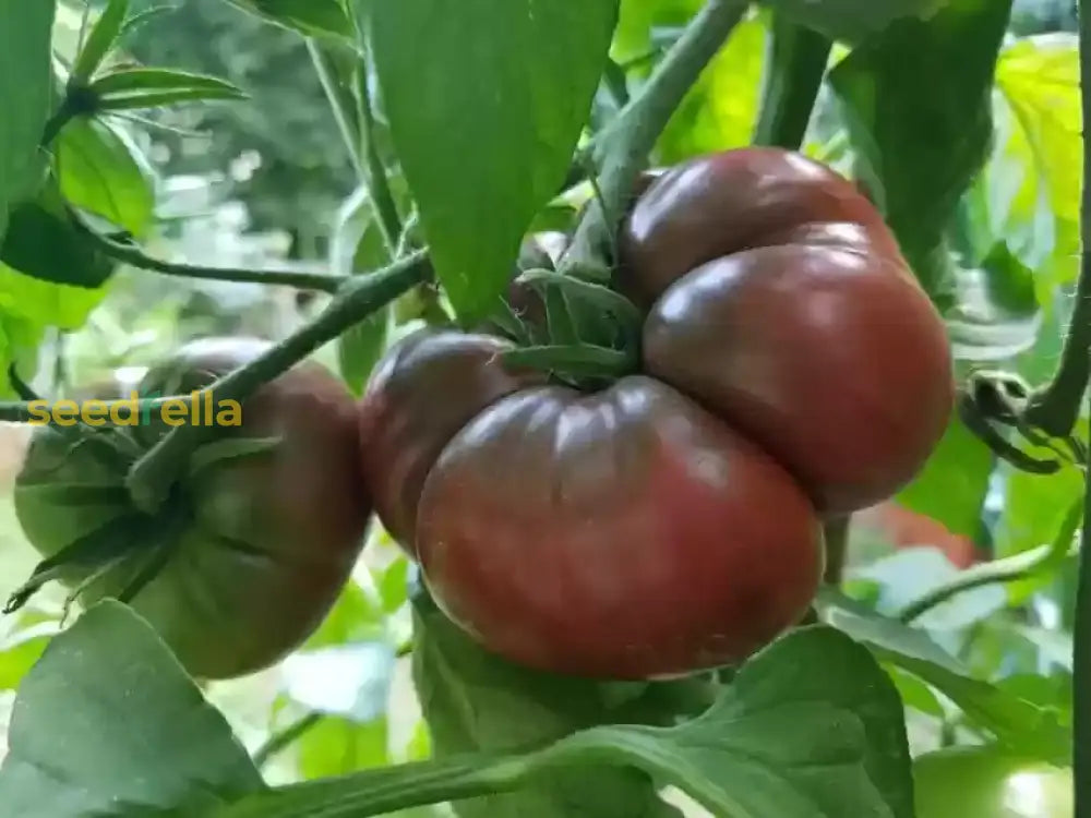 Planting Black Tomato Vegetable Seeds