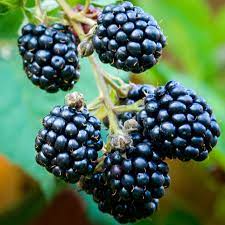 Step-by-step guide to planting blackberry seeds