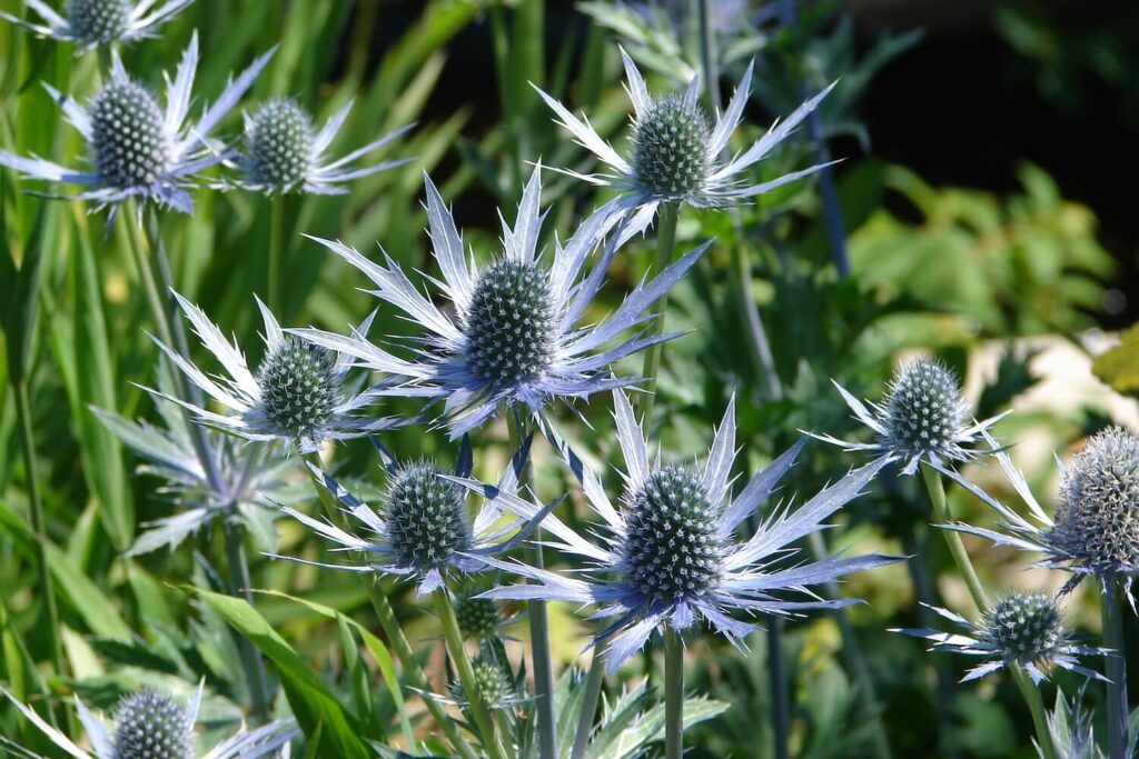 Planting Blue Eryngo Sea Holly seeds in garden beds