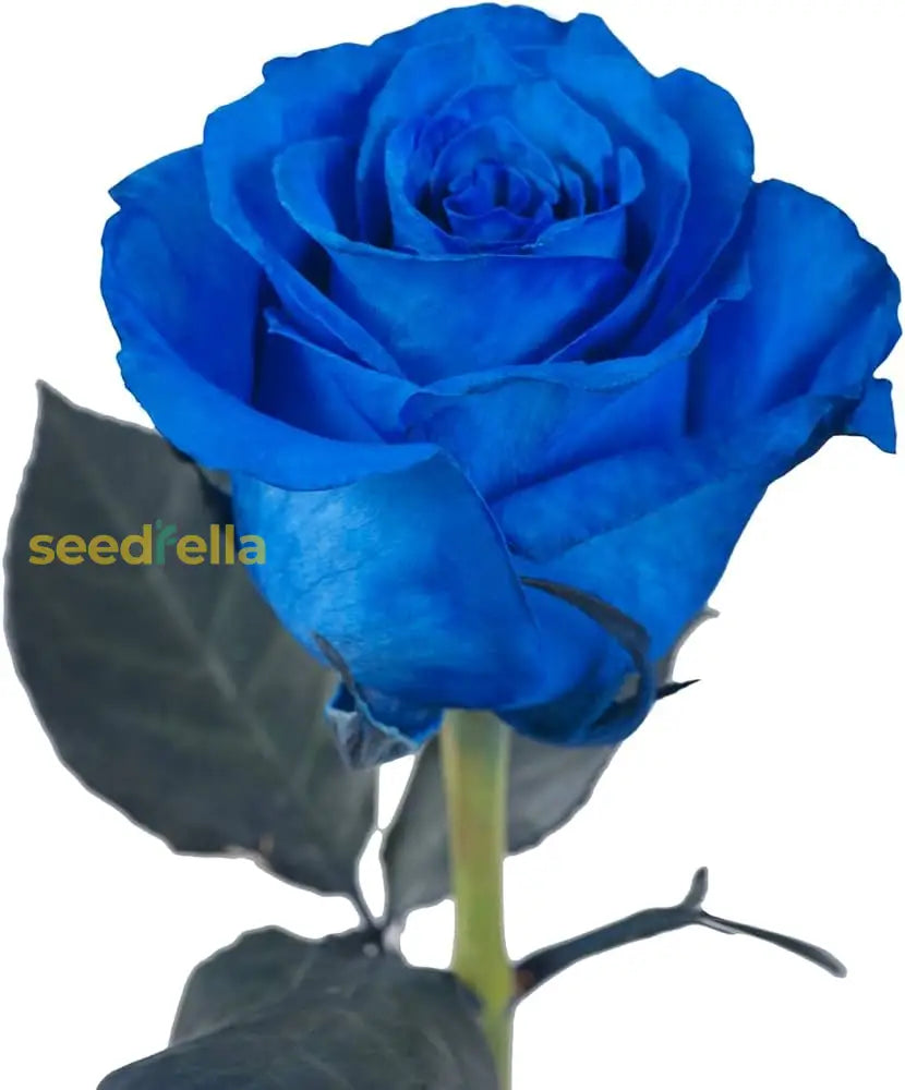 Planting blue rose seeds in garden beds