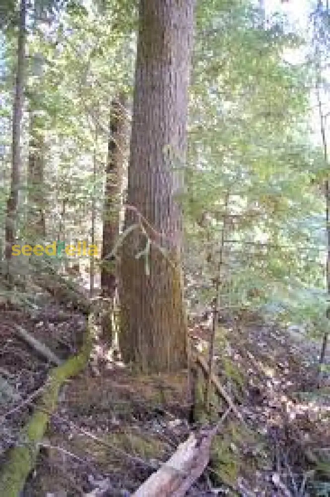 Planting Brown Tsuga Heterophylla Tree Seeds