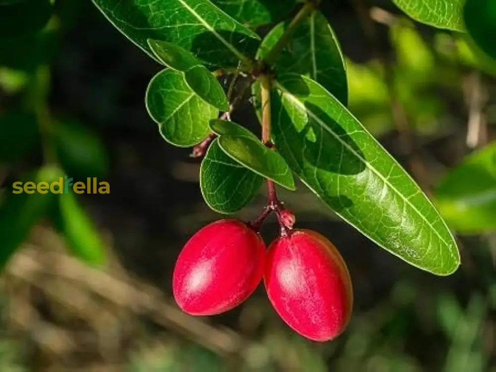 Planting Carissa Lime Berry Seeds  Unique Flavor For Your Garden Fruit